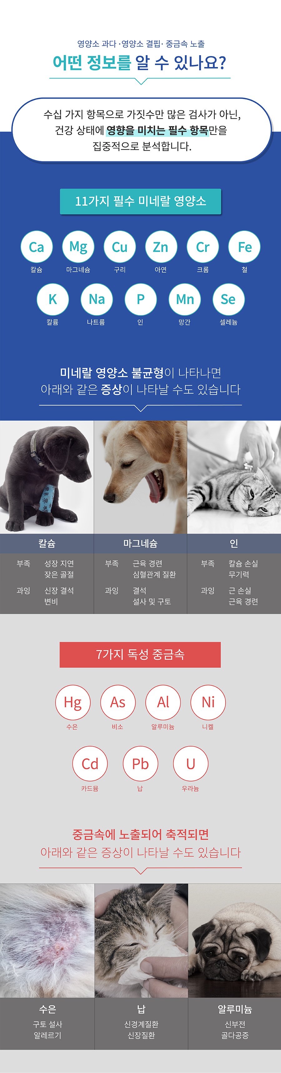 핏펫 어헤드 밸런스 - 모발검사키트-상품이미지-7